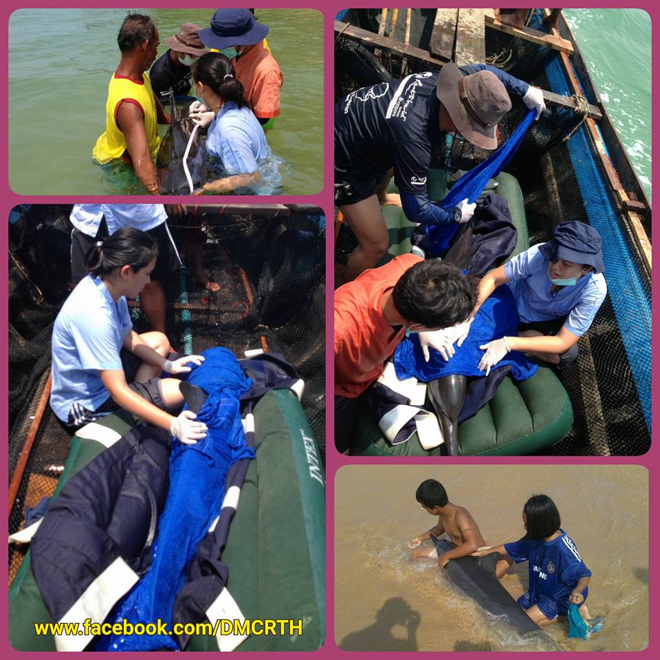 ผลตรวจโลมากระโดด ยังไม่แข็งแรงพอปล่อยกลับทะเล