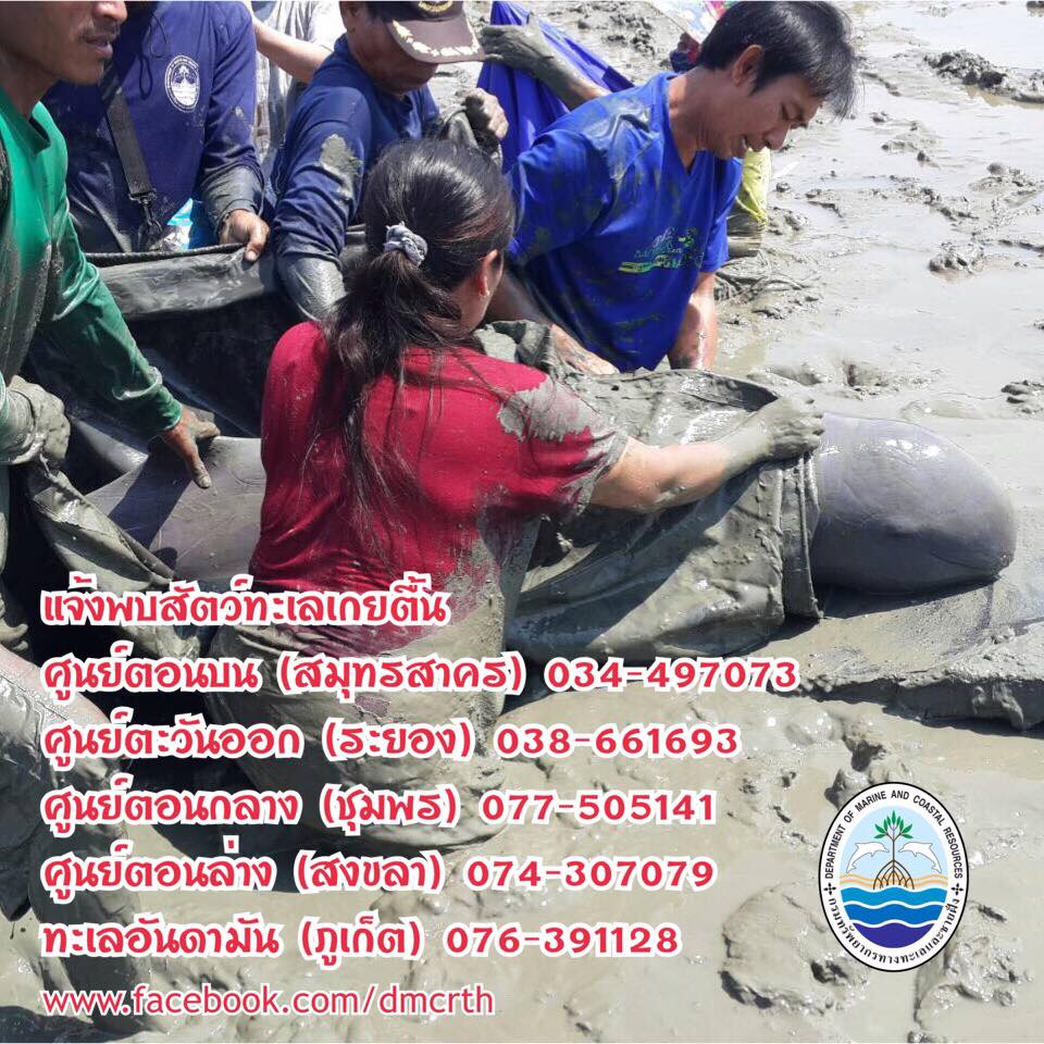 ร่วมด้วยช่วยกัน รักษ์สัตว์ทะเลหายาก