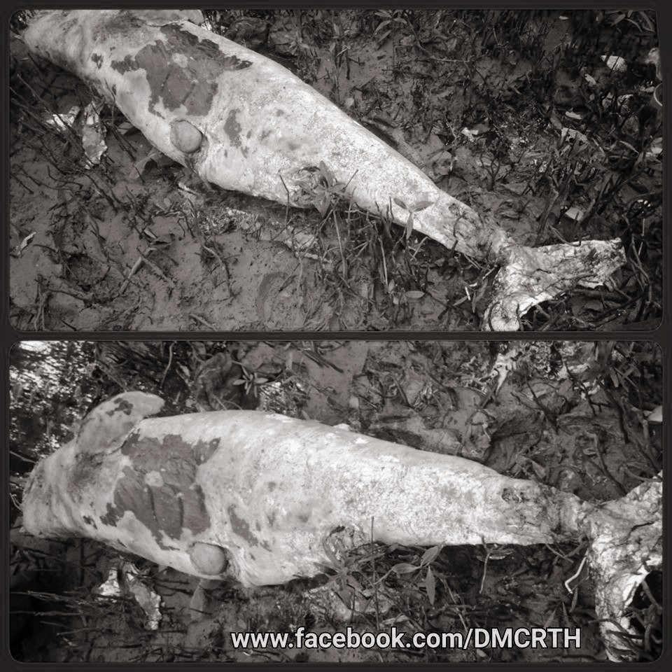 พบซากโลมาอิรวดี ในป่าชายเลนสมุทรปราการ