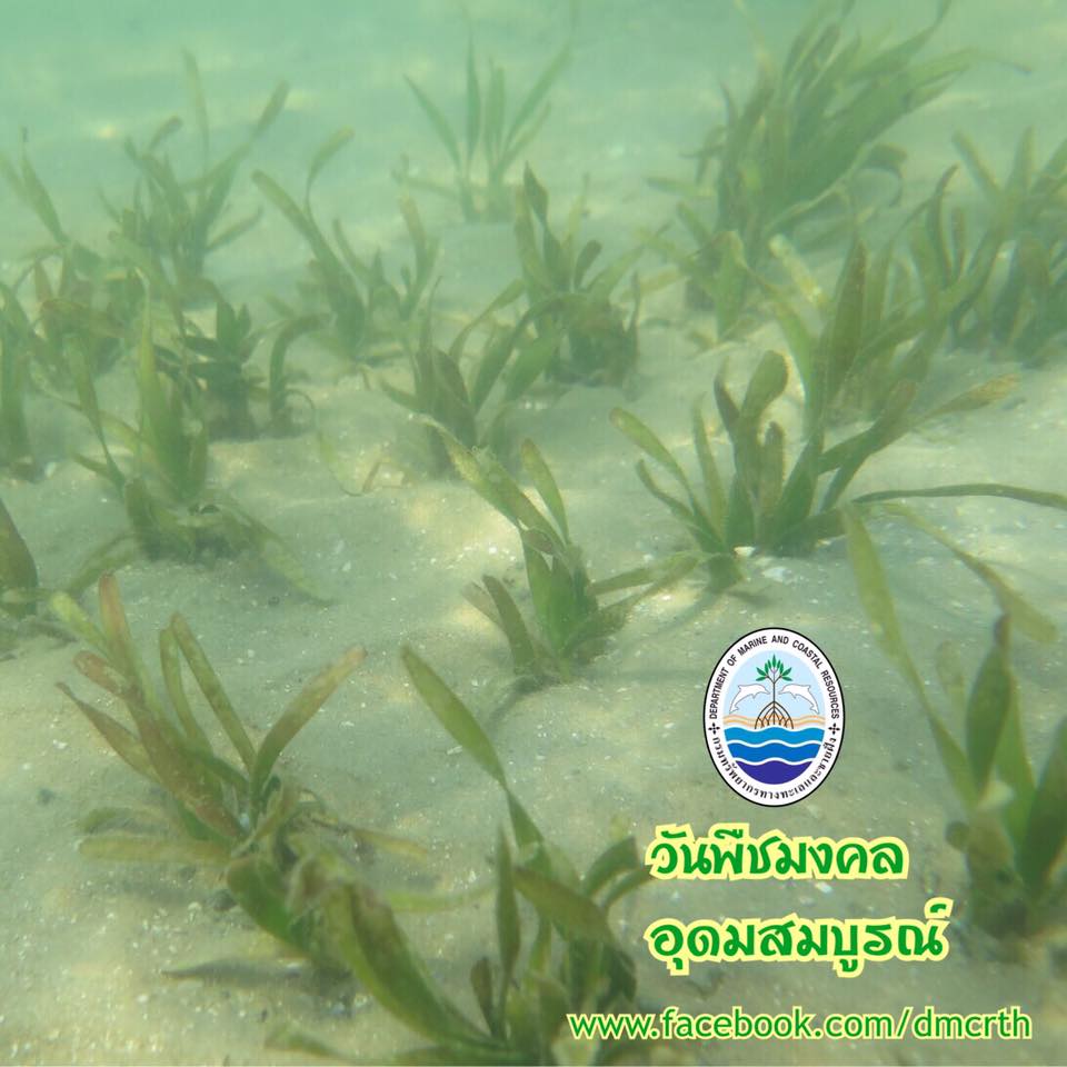 สวัสดี พี่น้องเครือข่ายรักษ์ทะเลไทย