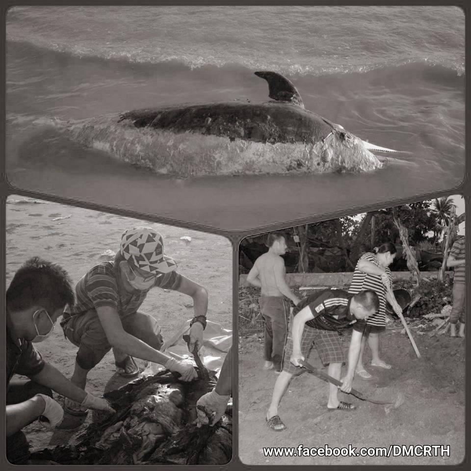 พบซากโลมาปากขวด จันทบุรี
