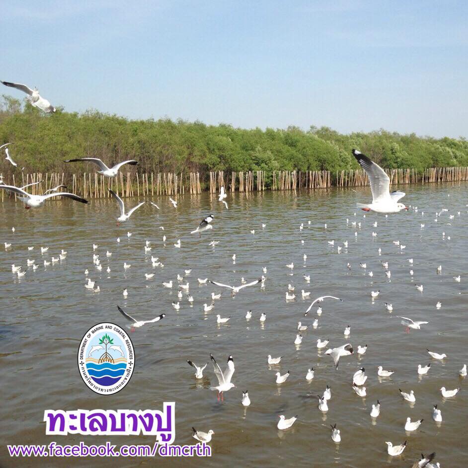 สวัสดี พี่น้องเครือข่ายรักษ์ทะเลไทย