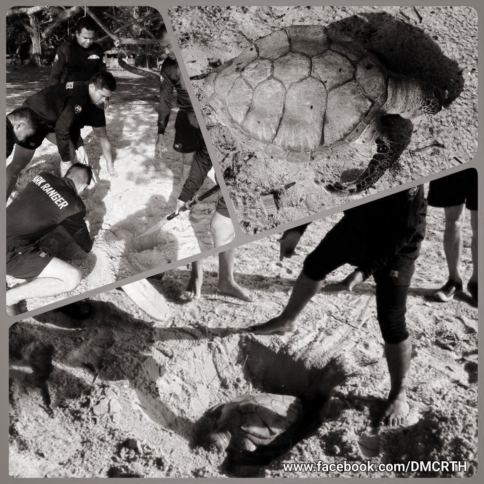 พบซากเต่าตนุ หาดในยาง