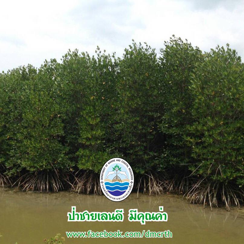 สวัสดี พี่น้องเครือข่ายรักษ์ทะเลไทย