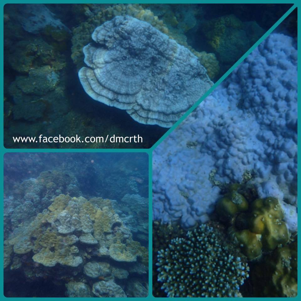 สถานการณ์ปะการังฟอกขาว เกาะพะงัน