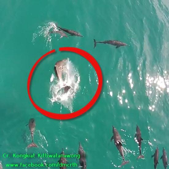 ชมพฤติกรรมโลมาจ่าฝูง ภาพจาก Drone