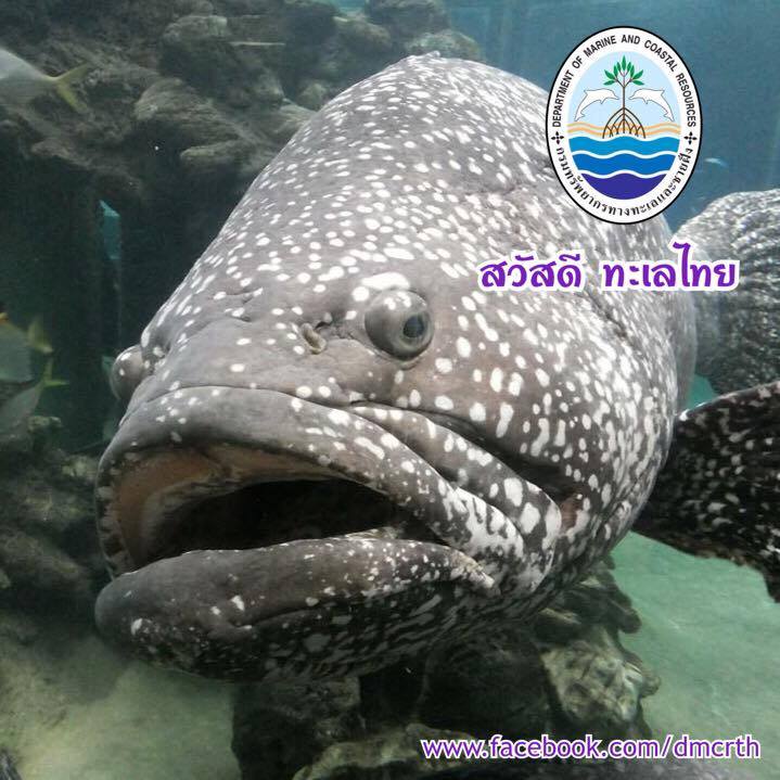 สวัสดี พี่น้องเครือข่ายรักษ์ทะเลไทย
