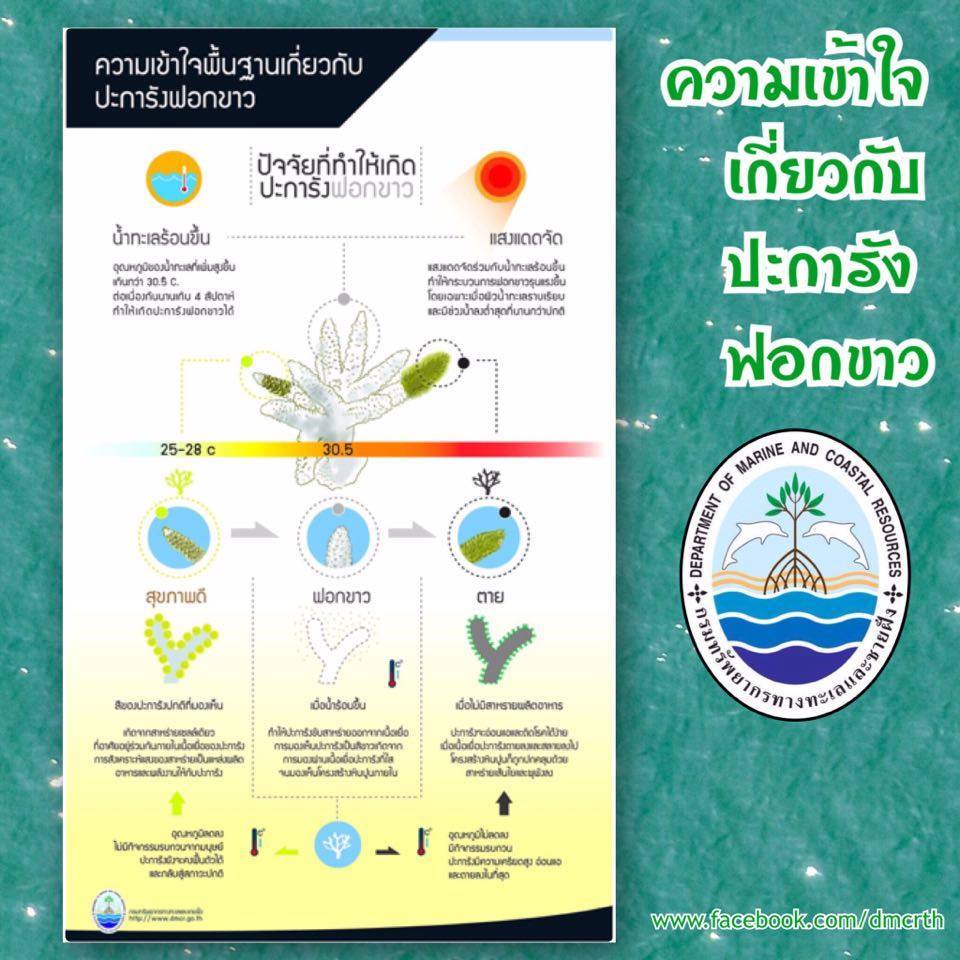 ฟอกขาวคืออะไร
