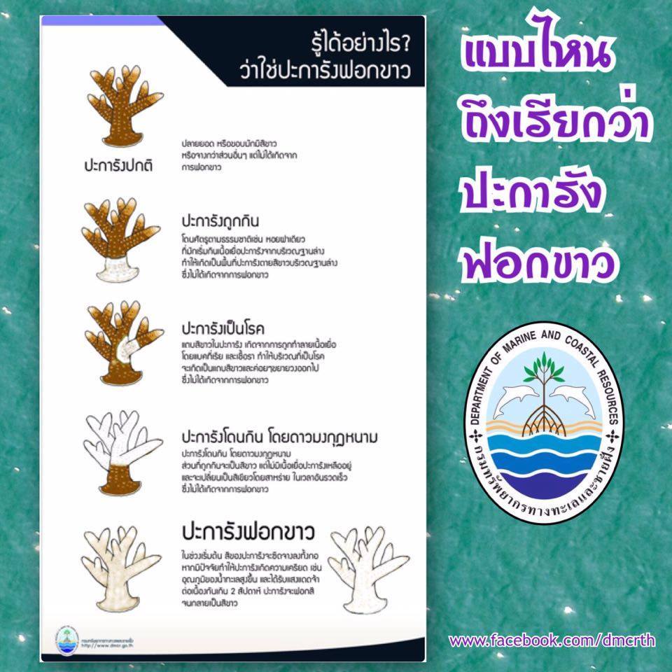 แบบไหนเรียกว่าปะการังฟอกขาว