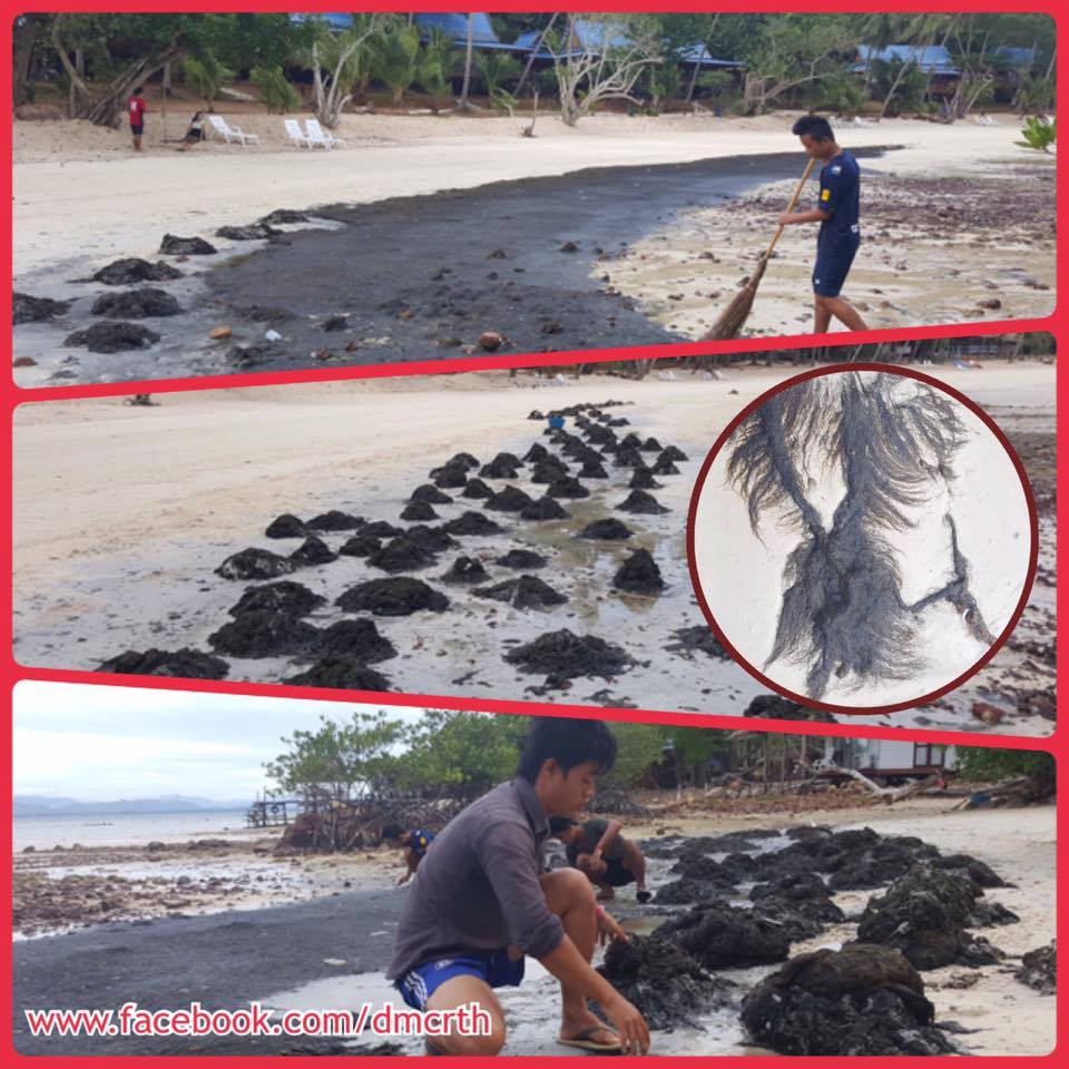 สาหร่ายเกยหาดเกาะทะลุจำนวนมาก