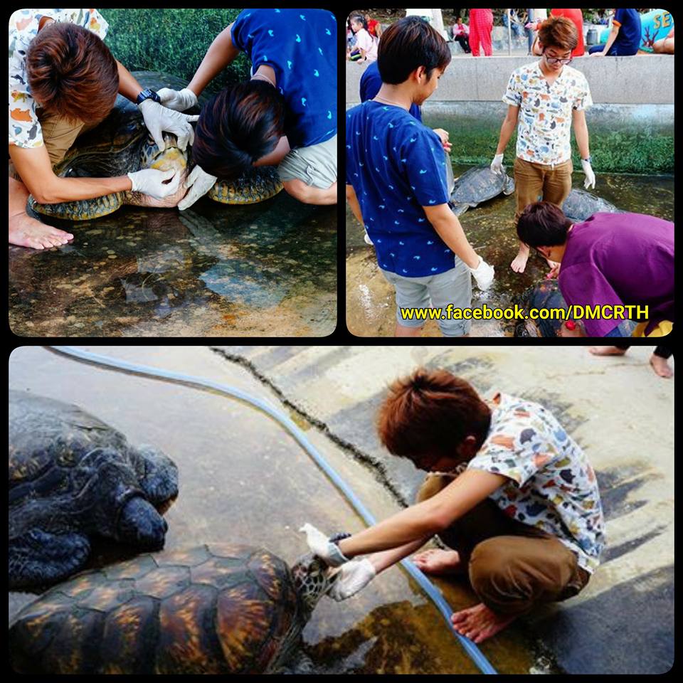 ตรวจสุขภาพเต่าทะเล เกาะลอย