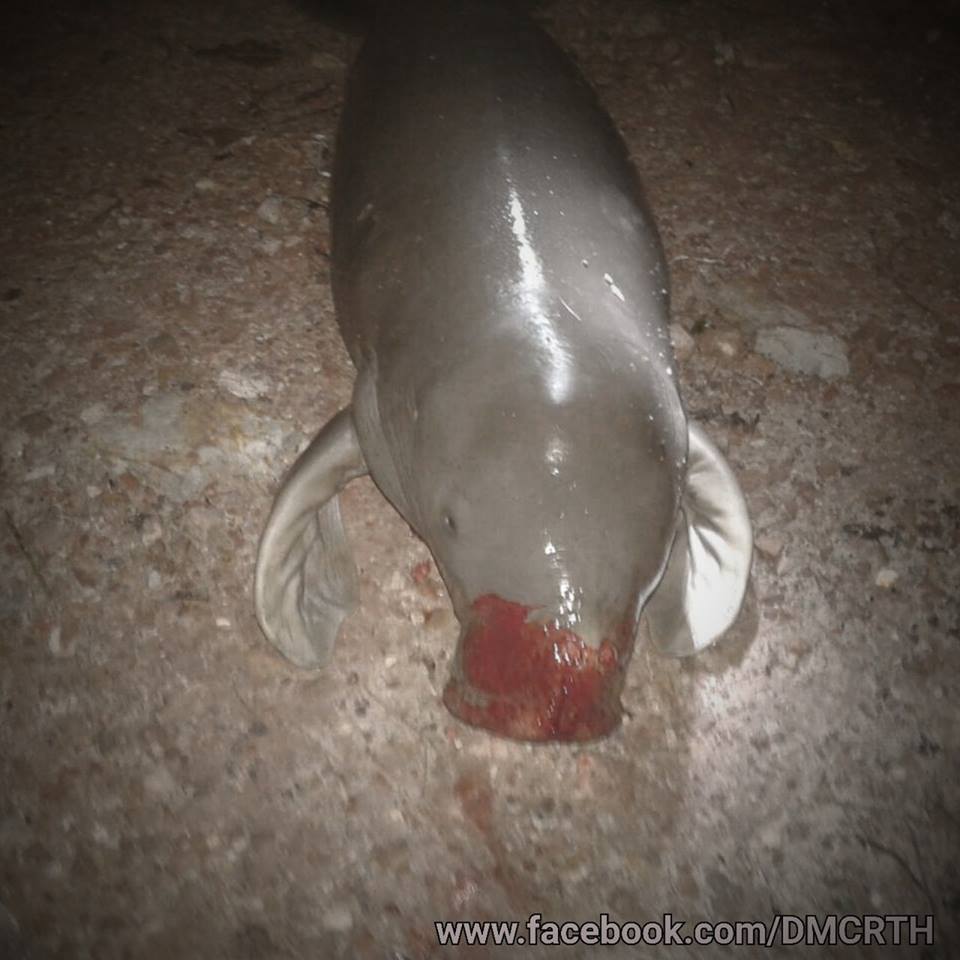 พบซากลูกพะยูน คาดคลื่นลมซัดกระแทกฝั่ง