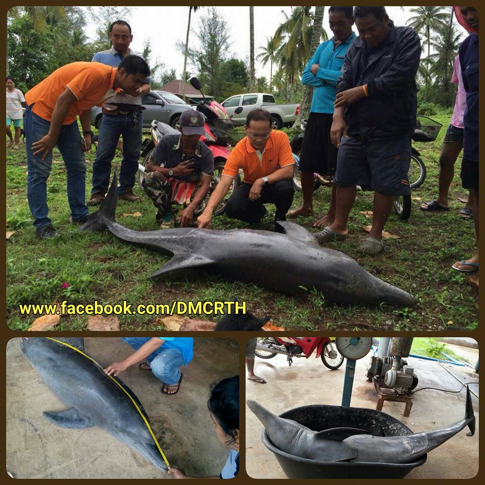 พบซากโลมาลายจุด คาดถูกมรสุมซัดเกยหาดตรัง