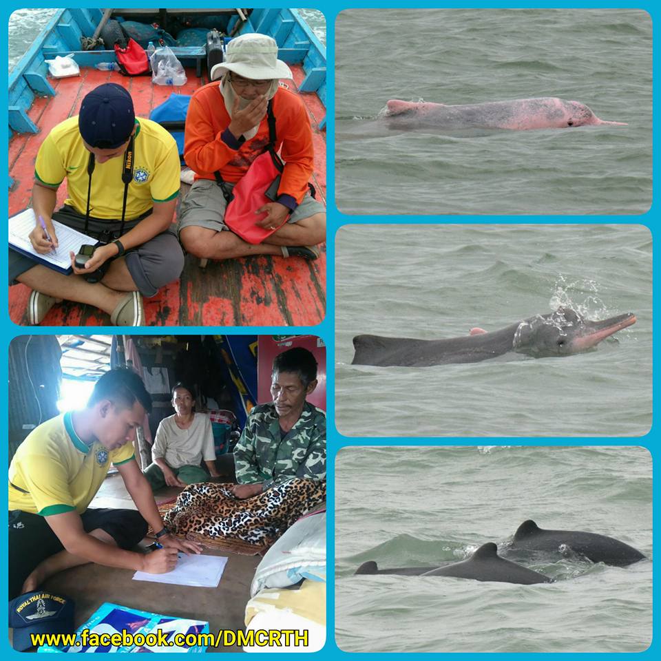 พบโลมา ๓ ชนิด ทะเลดอนสัก และอุทยานหมู่เกาะอ่างทอง