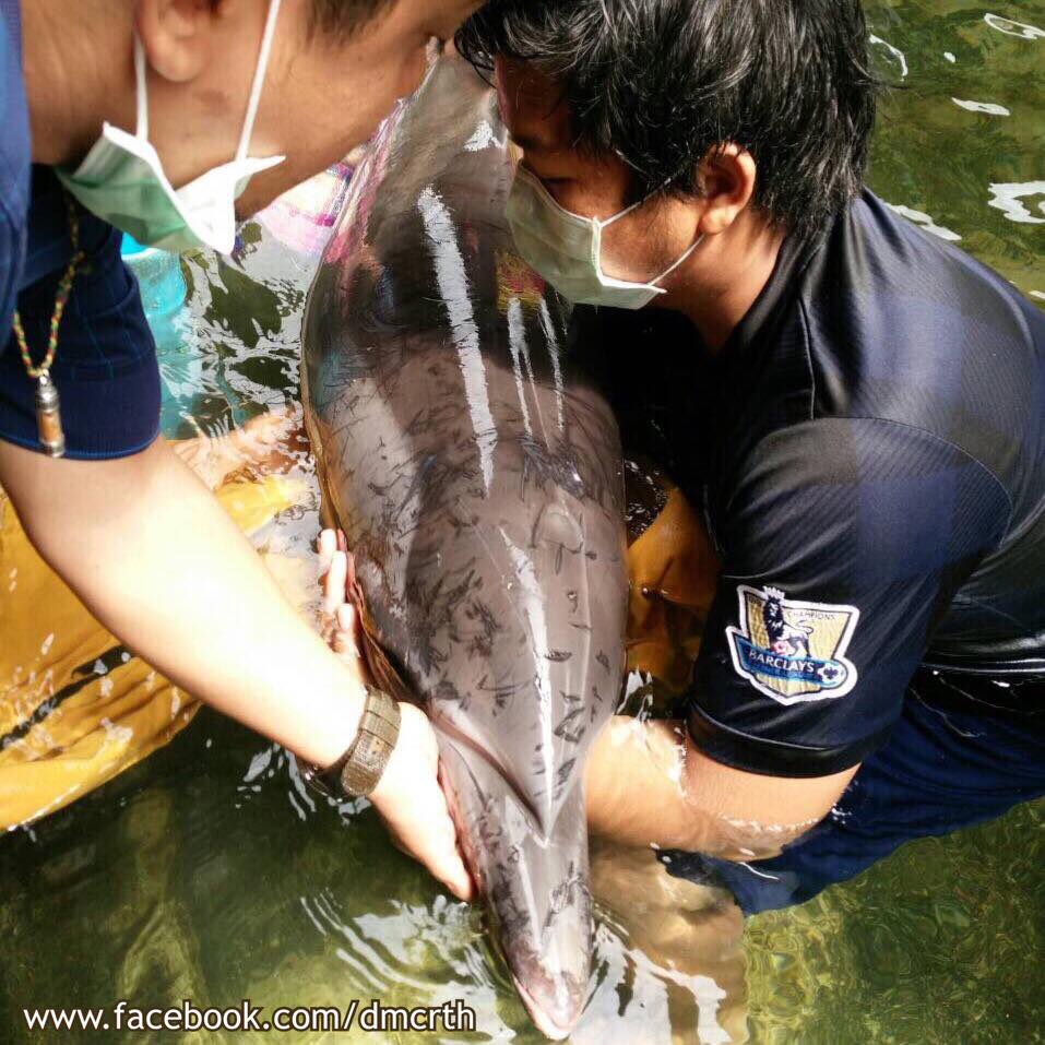 ทช. ภูเก็ต เร่งช่วยโลมาเกยตื้นทะเลเขาหลัก