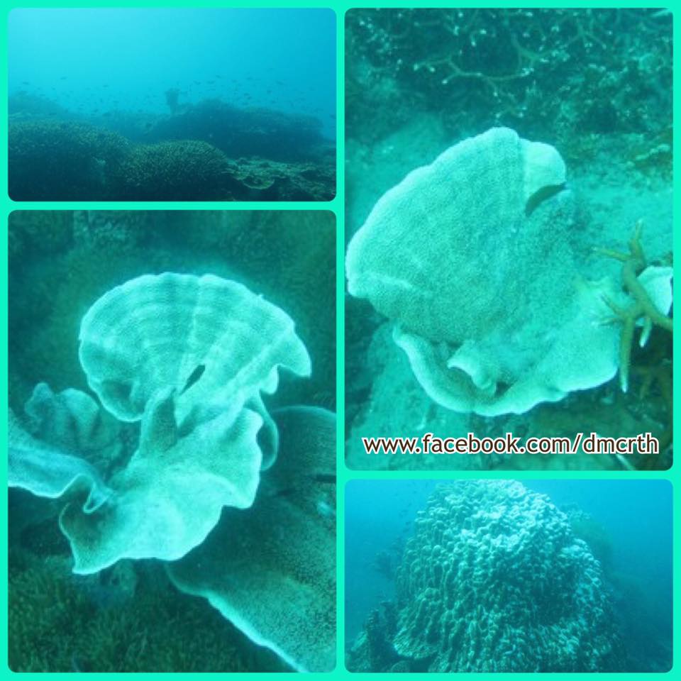 สถานการณ์ปะการังฟอกขาวหินเรือ หมู่เกาะกระ