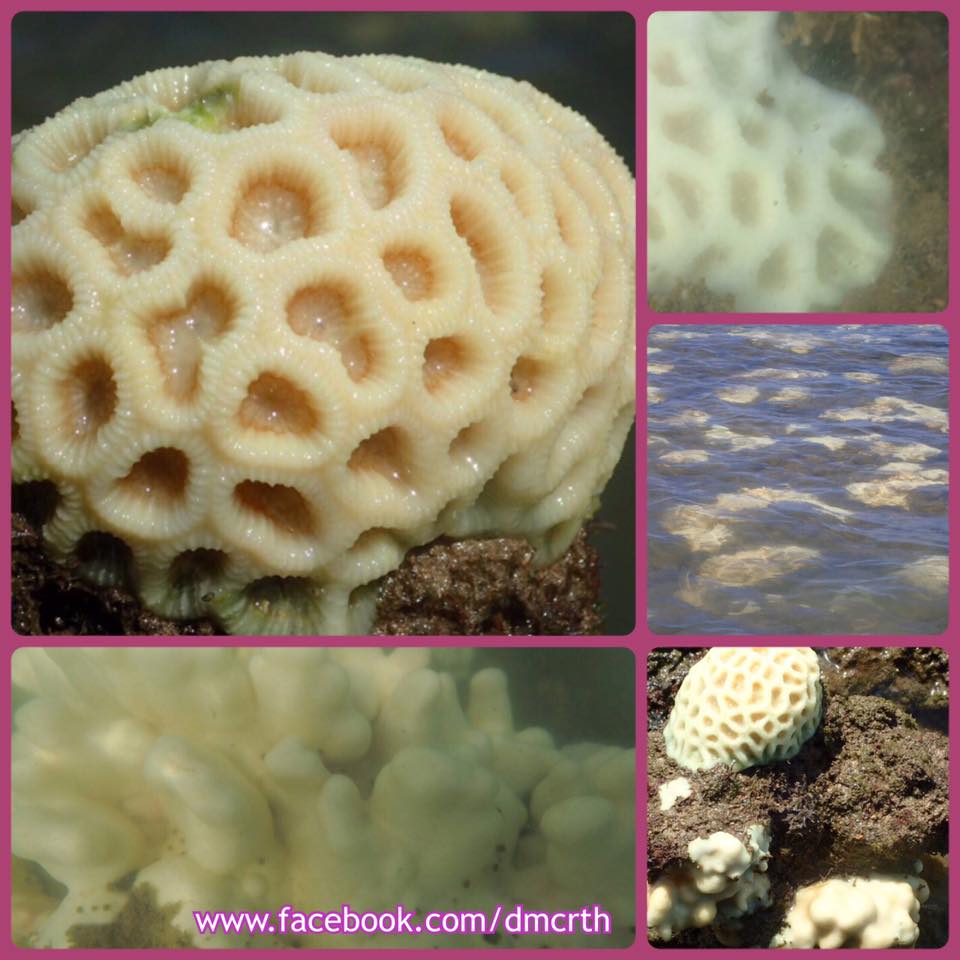 พบปะการังฟอกขาวบริเวณอ่าวธรรมชาติ