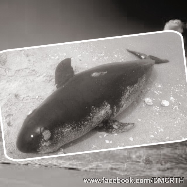 พบซากโลมาหัวบาตรหลังเรียบ หาดปึกเตียน