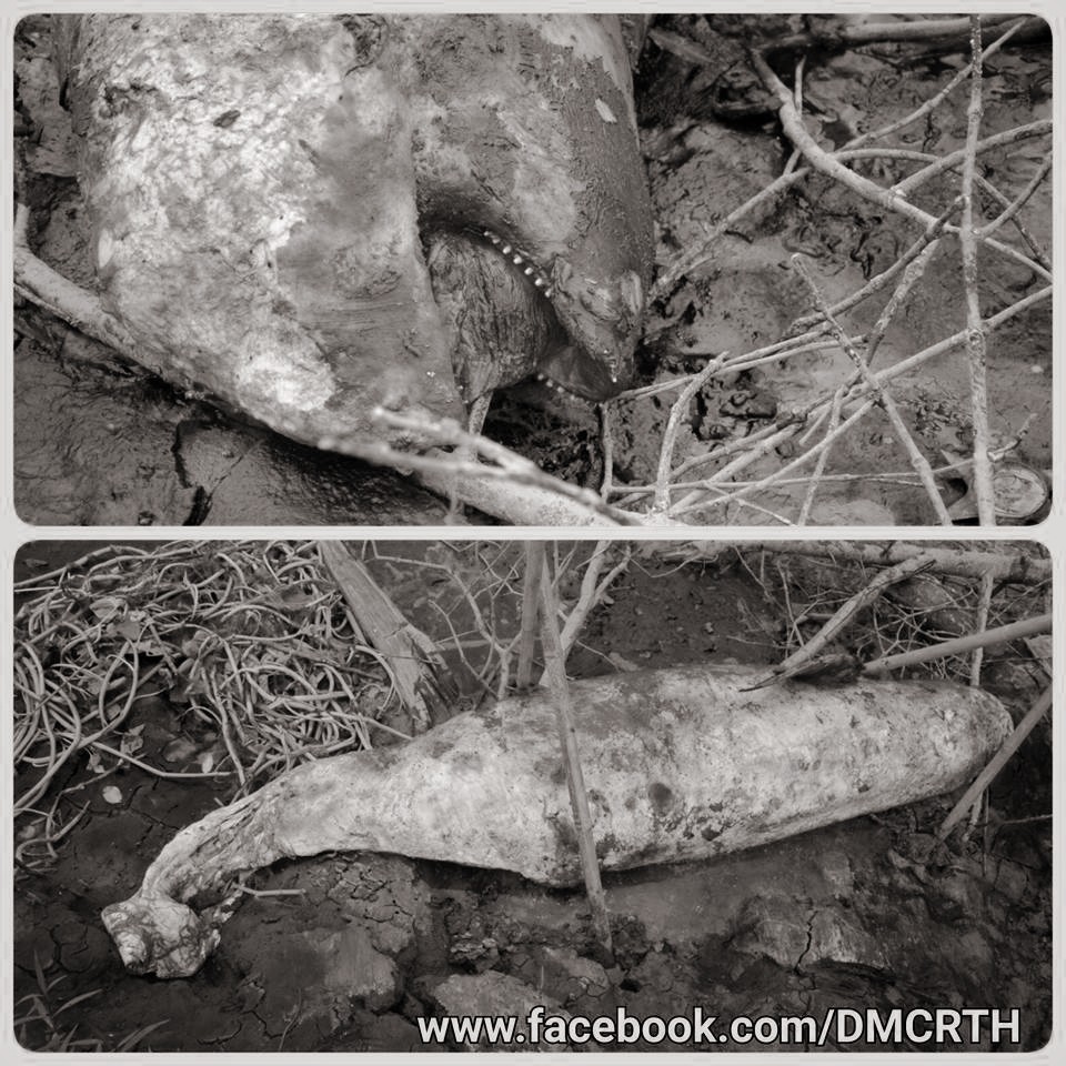 พบซากโลมาอิรวดี ผลชันสูตรชี้ป่วยระบบทางเดินหายใจ