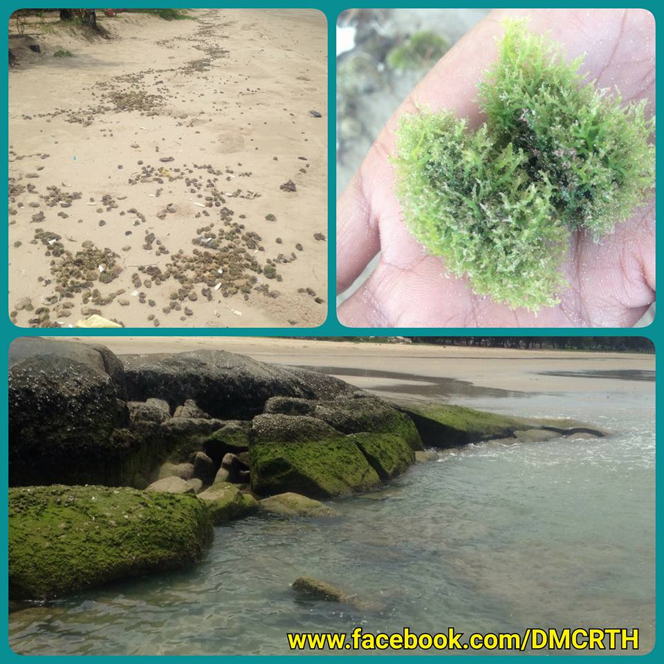ตรวจสอบสาหร่ายเกยหาดแม่รำพึง คุณภาพน้ำยังอยู่ในมาตรฐาน