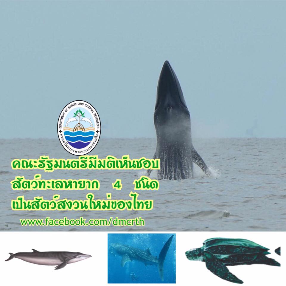 ครม.เห็นชอบเพิ่มสัตว์ทะเลหายากเป็นสัตว์สงวน ๔ ชนิดใหม่ของไทย