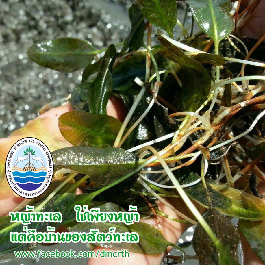 สวัสดี พี่น้องเครือข่ายรักษ์ทะเลไทย