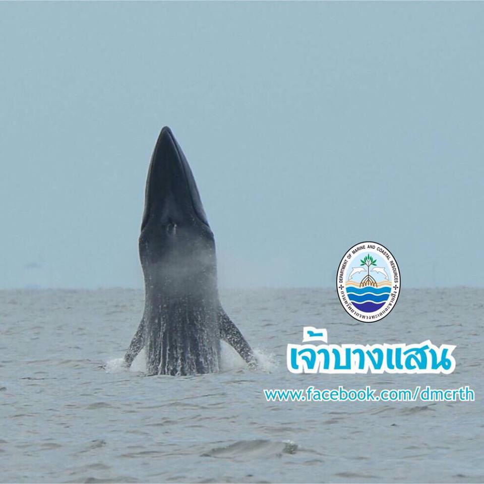 สวัสดี พี่น้องเครือข่ายรักษ์ทะเลไทย