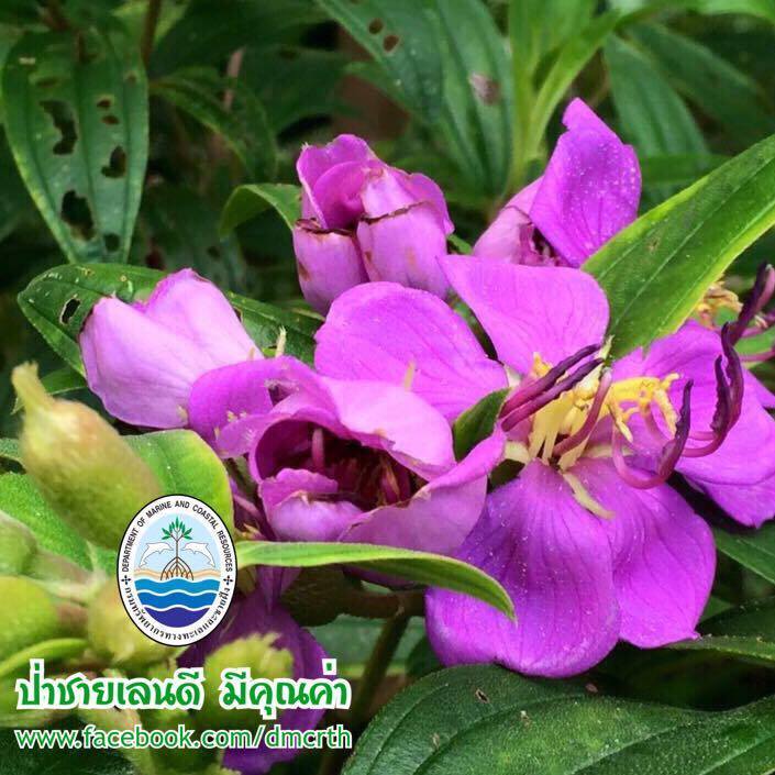 สวัสดี พี่น้องเครือข่ายรักษ์ทะเลไทย