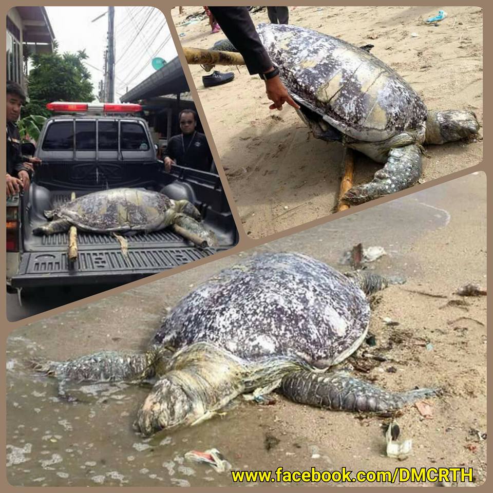 พบซากเต่าตนุขนาดใหญ่ เกยหาดวอนนภา