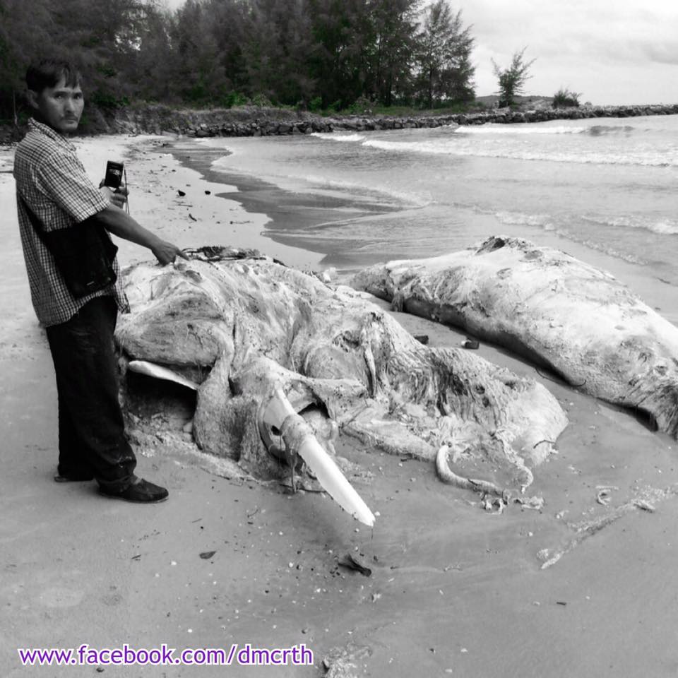 พบซากวาฬขนาดใหญ่ ทะเลตราด