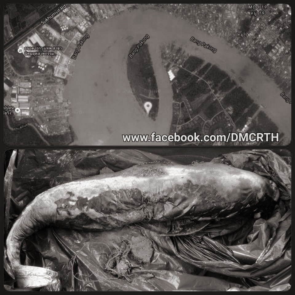 พบซากโลมาหัวบาตรหลังเรียบ ที่เกาะนก ฉะเชิงเทรา