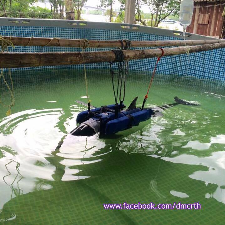 ส่งแรงใจช่วยชีวิตโลมาจากเกาะลันตาน้อย